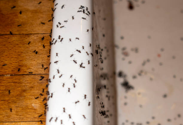 Best Affordable Pest Control Services  in Middletown, IN